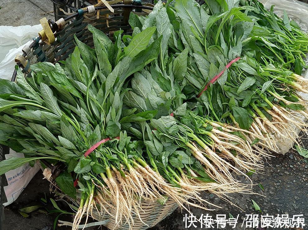 野菜|人称“长寿菜”，过去常用来喂猪，但含钙比菠菜高，见到记得摘点