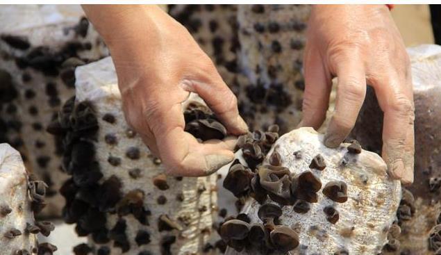 姬松茸粉|终于找到预防血栓的方法了！喝好一碗汤一杯水，让血管干净