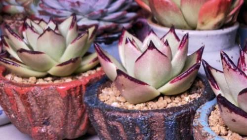 多肉植物|多肉叶子不着色,该怎么解决?做到这些,上色容易还格外好看