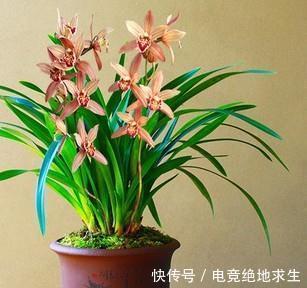 建兰要想美美开花，用对磷酸二氢钾