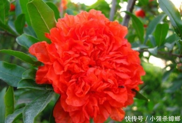 4种花漂亮又好养,比牡丹好看,花儿轻松开爆盆,适合阳台盆栽