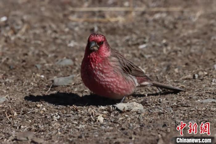 青海|青海达日黄河国家湿地公园今年首次鸟调：记录鸟类36种