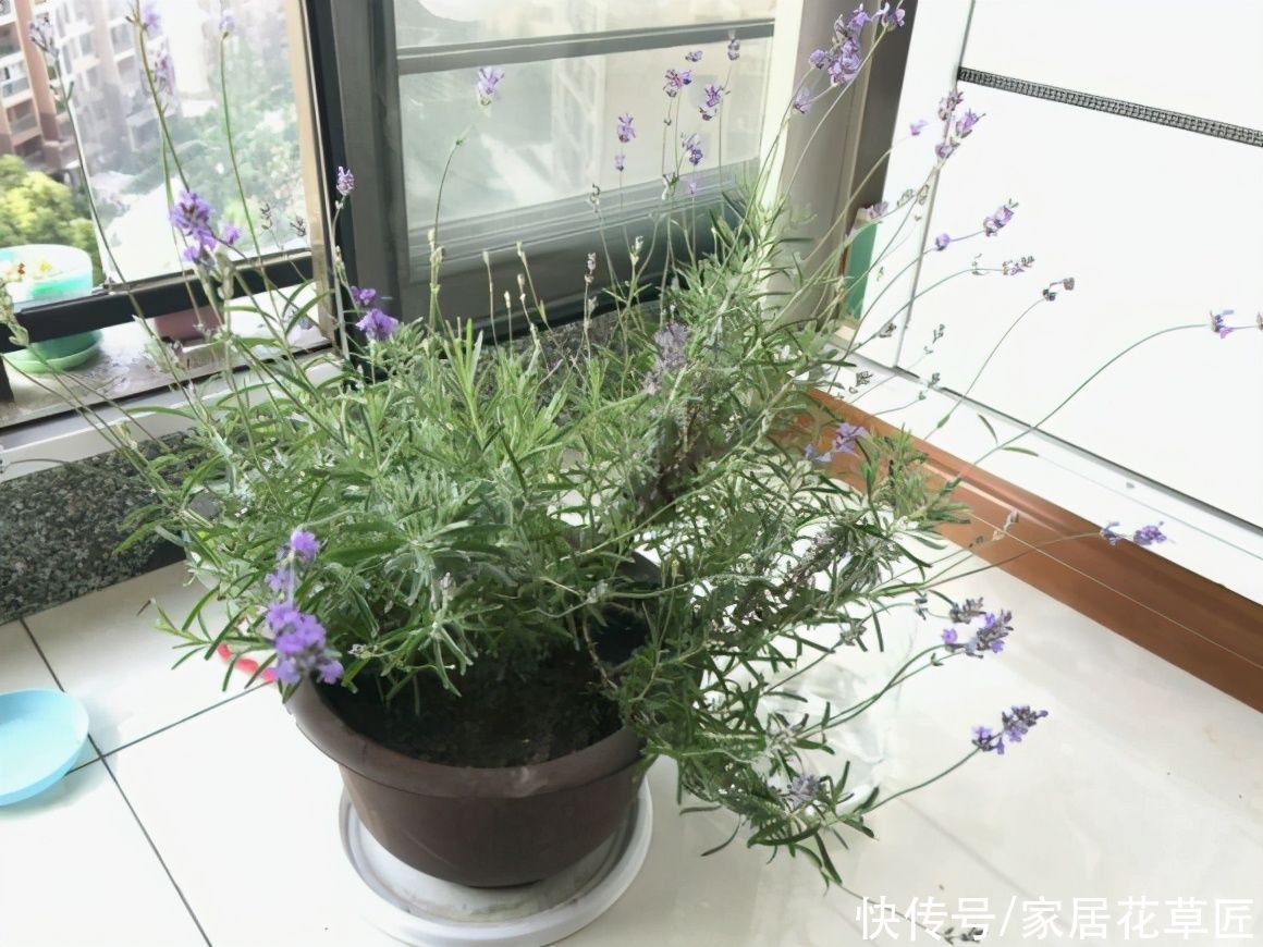 晚香玉|4种带香味的花，好养又好看，还能驱蚊，养上一盆夏天不怕蚊子咬