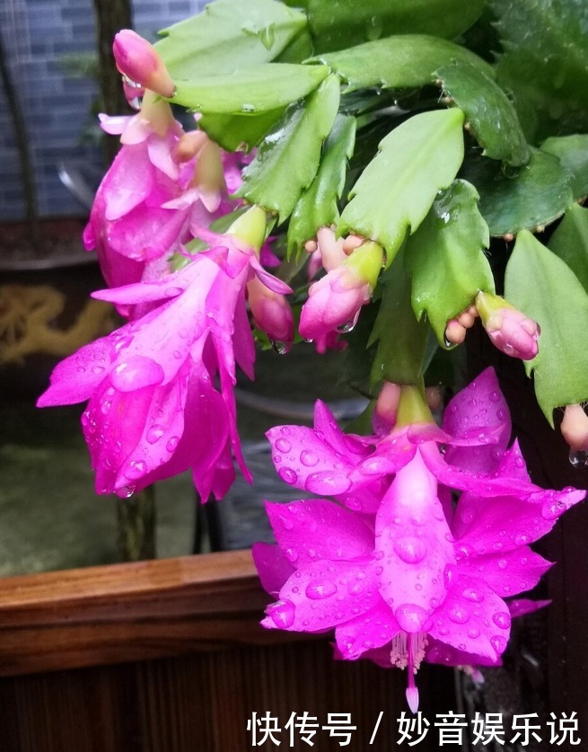 新叶|别让蟹爪兰开花了!想让叶子肥嘟嘟,长势好,现在就要这样养