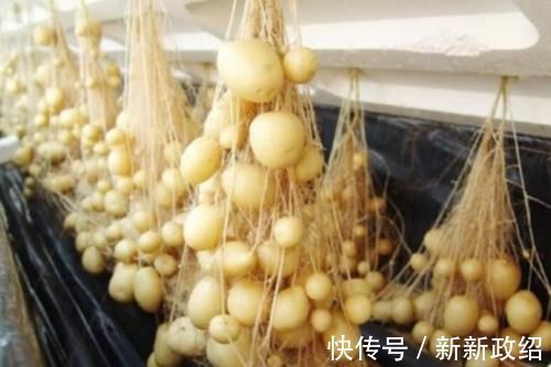 土豆|土豆发芽了没办法吃,但是却有大用处,别傻傻扔掉了