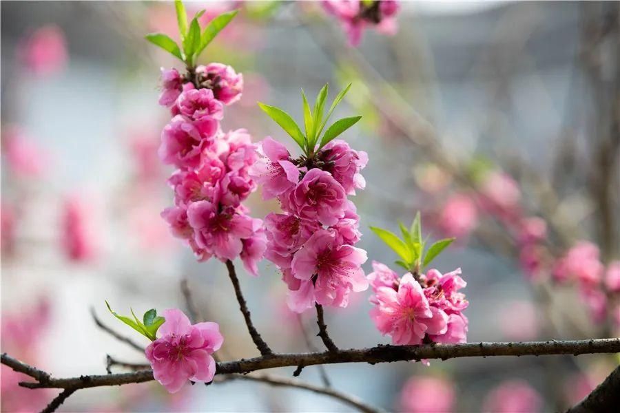 花海|看花，何必去远方——剑河花海正怒放