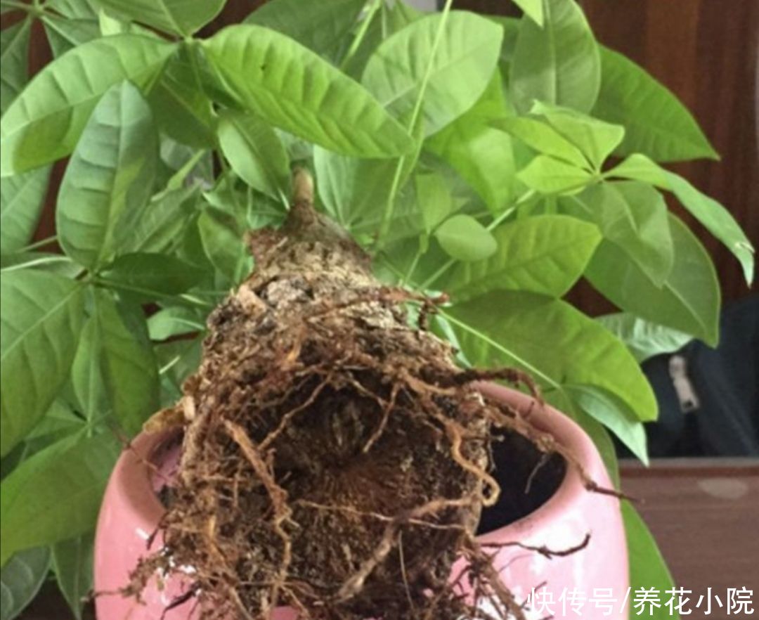 发财树|5种花，就得小盆养，花盆越小，长得越旺