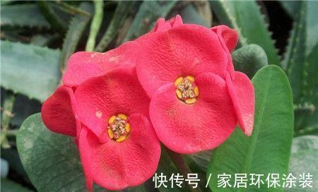 飘香|春节过后家里阳台养此款花,满屋子飘香,花开满枝头,开花能手