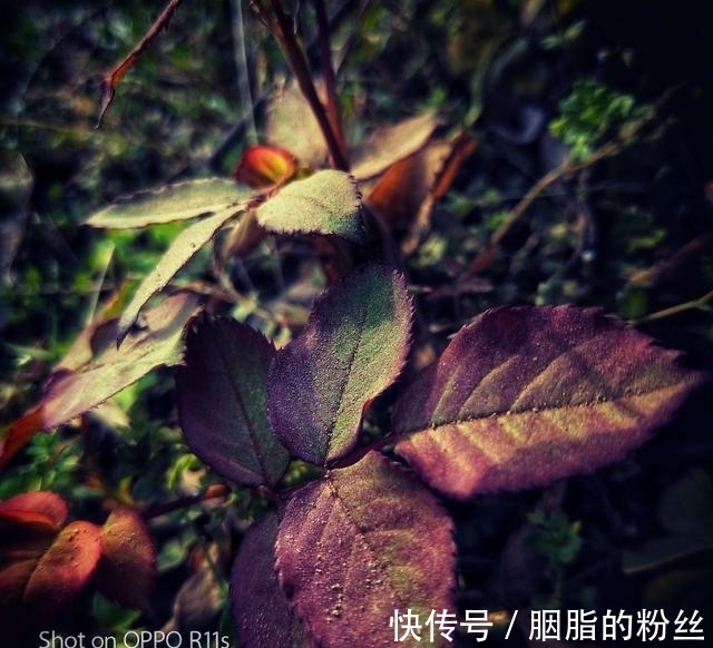 人性格|月老送缘,喜鹊报喜,前任归来,相爱一生,天荒地老