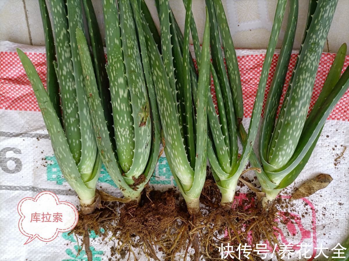 涂抹|喜欢养花的女人,最好养盆芦荟,美容养生特别养人