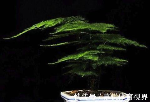 什么人养什么花，对号入座，看看你养对了吗？