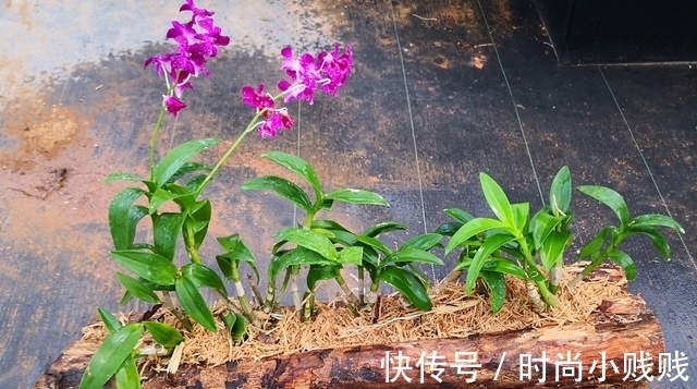 六种花是有名的“生活小帮手”,建议养一盆,以备不时之需