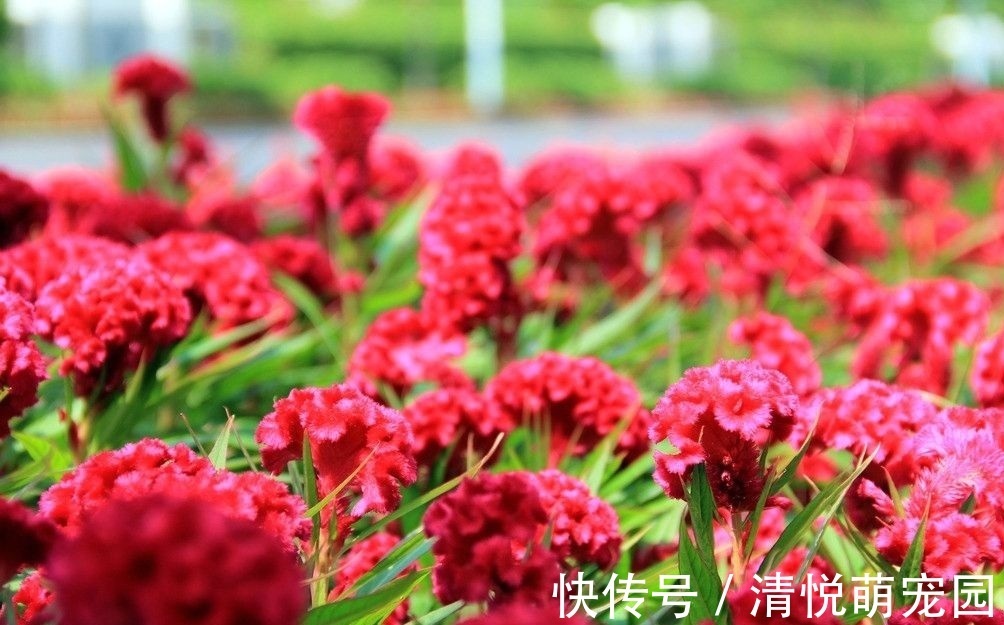 此花所代表的是真挚的爱情，就像是鸡冠子一样的花，在秋季开花