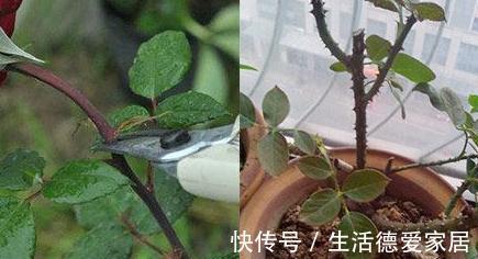 枝条|月季修剪的关键期来咯,看完这篇,持续爆花到冬天