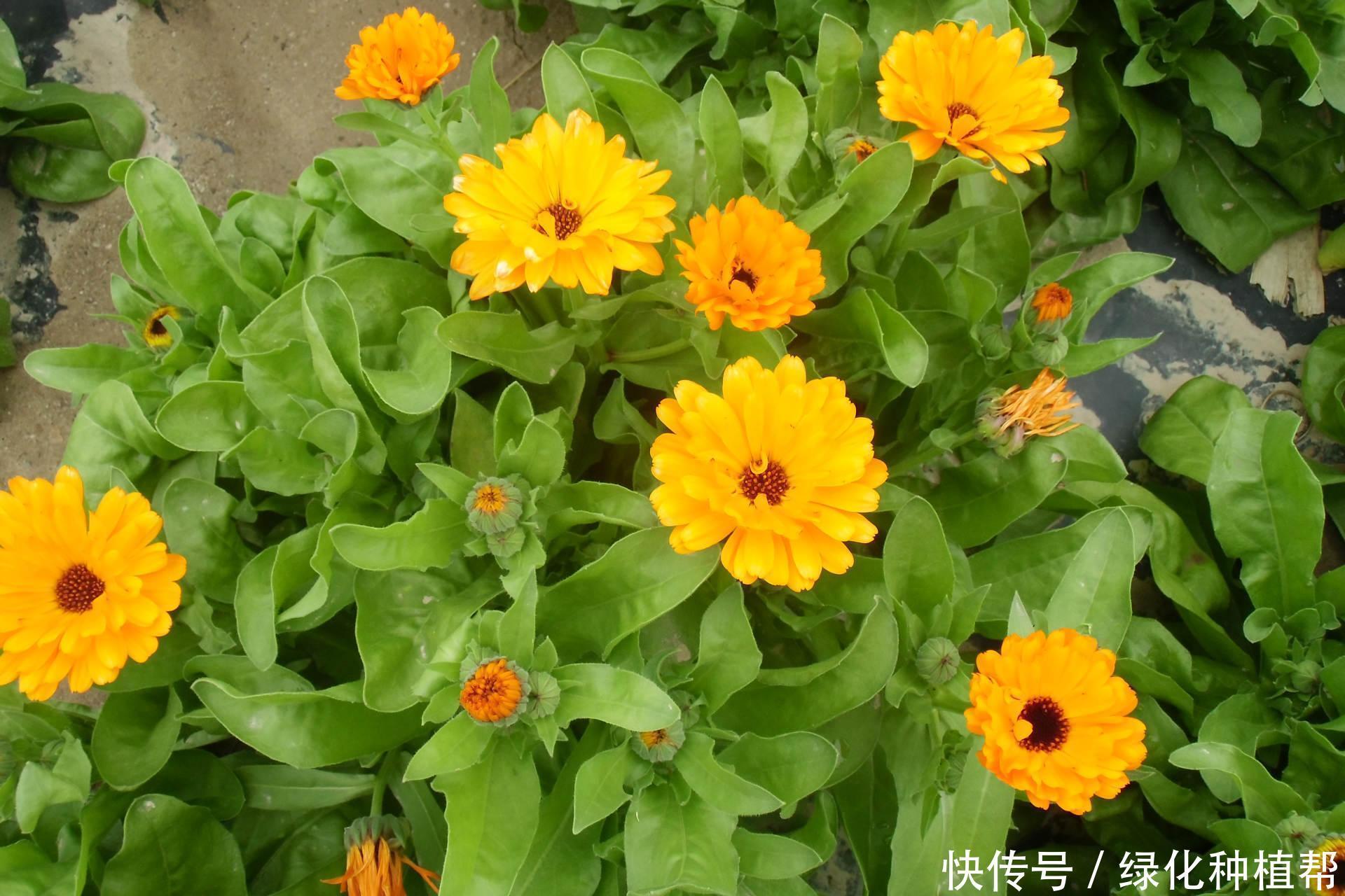 金盏菊，是一种药材，还是一种食材，更是赏花界一道靓丽的风景线