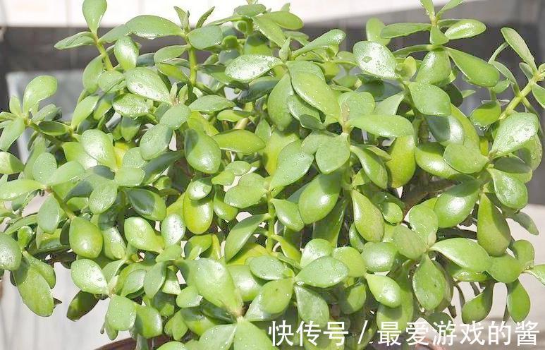 这几种植物对懒人最友好,越放养长势越好,颜值还特别高