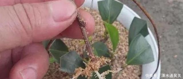 桂花怎样繁殖快?“扦插”最靠谱,教你扦插小技巧