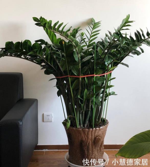 漂亮|6种“懒人花”吉利又漂亮,客厅养一盆,一个月不浇,也能挤爆盆