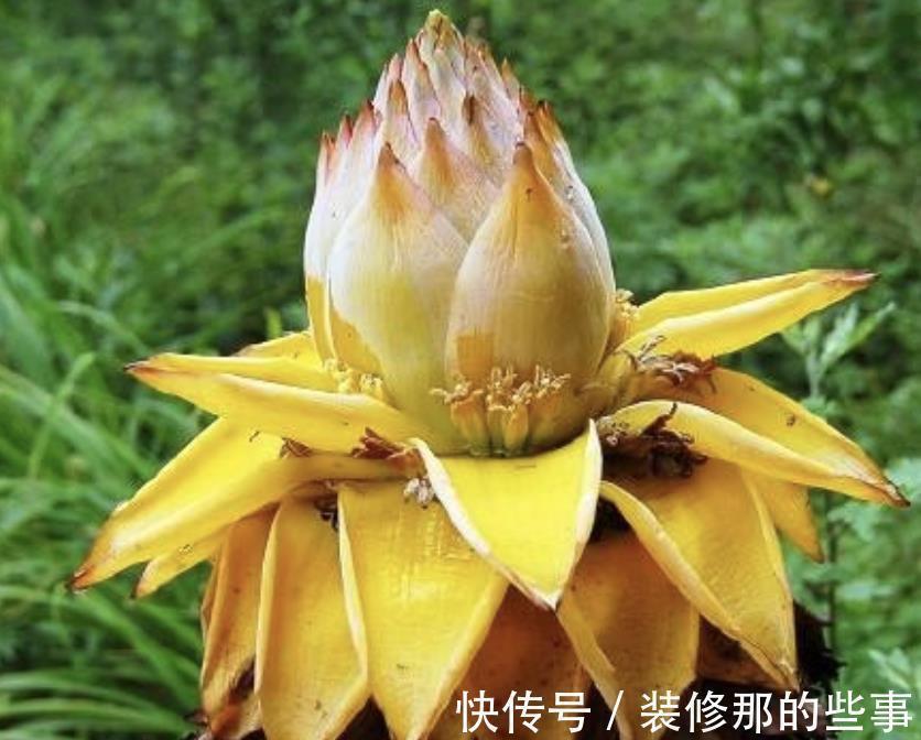 风水学|命里“多金”的5种花,寓意好又贵气,家里养一盆,带来好运气