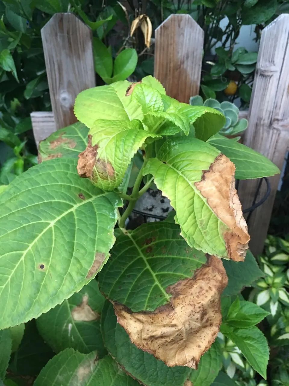 叶片|快住手!这10种植物千万别晒,晒得越多,死得越快!