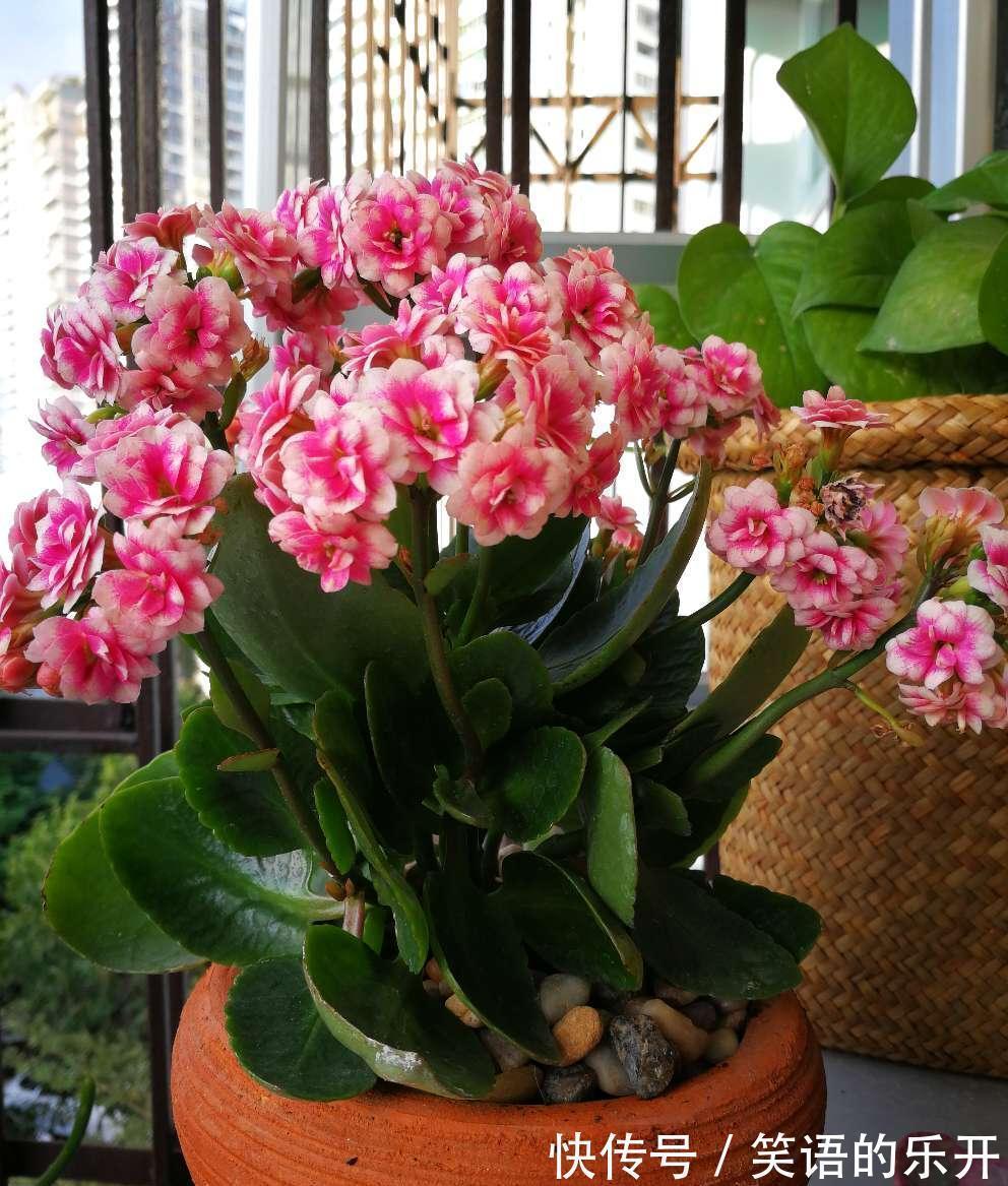 积水|适合“干养”的11种花,天冷更加要控水,不然难过冬