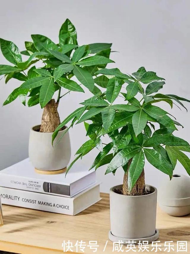 植株|五种小盆栽,耐阴又好养,办公室养几盆,增财运、旺事业