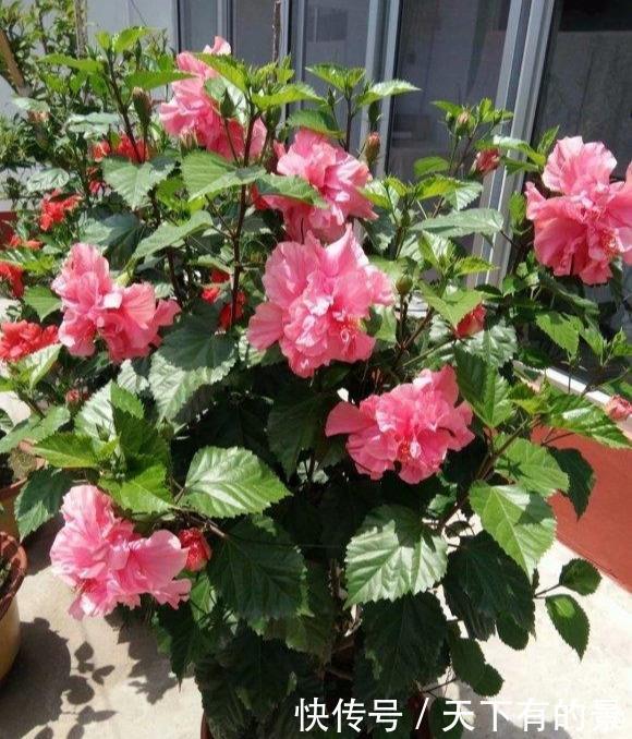 超长待机的3种花,一年开三季,好看又霸气,春天养一盆,刚刚好