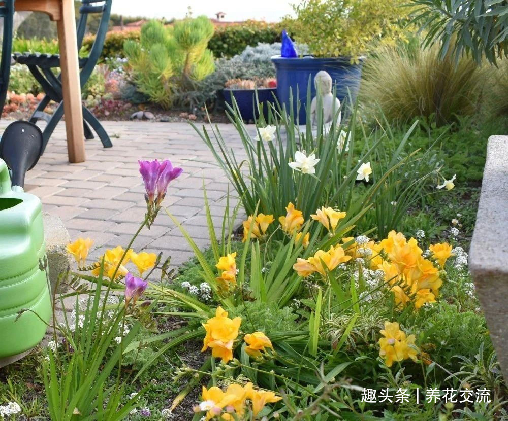 叶子|秋天买些香雪兰的种球,种盆里冬季就开花,来年夏天收获大盆子球