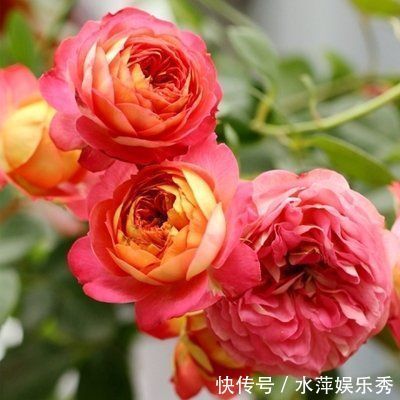 家养此款花卉,花期长易打理,花色鲜艳夺目,沾点水就疯长