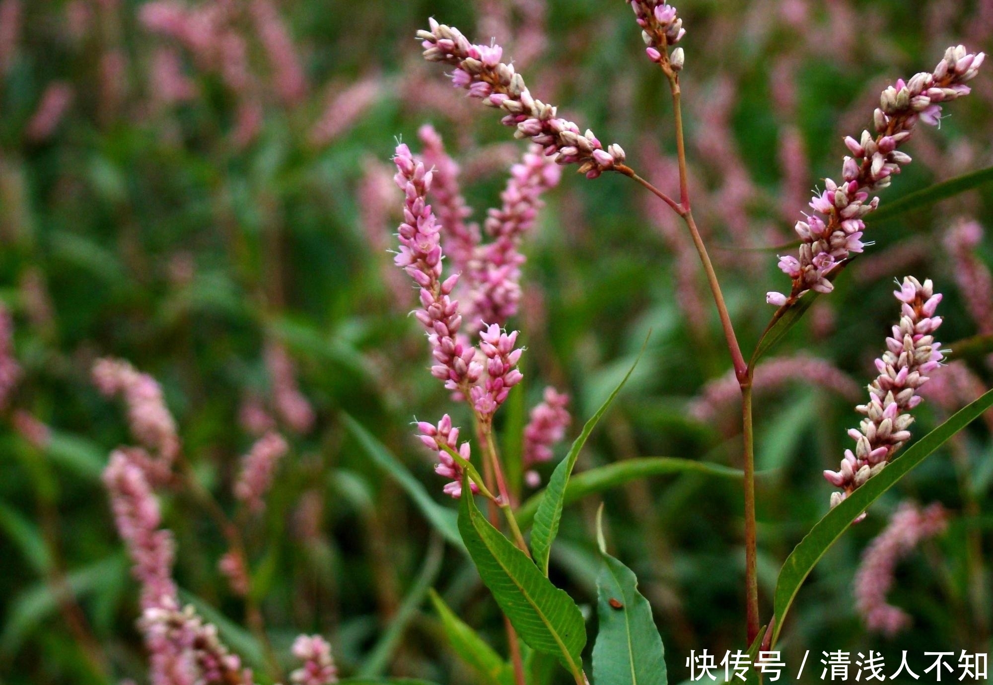 辣蓼草|古人用它麻翻活鱼，酿酒大师用来制酒曲，若在野外见到，好好珍惜