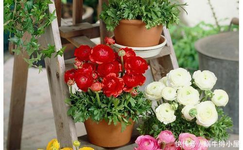 空荡荡的阳台,教你这样养盆栽花卉,随便种几盆,开成小花园!