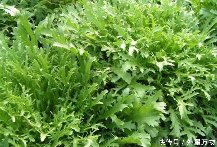  农村|农村最常见的5种野菜，个个都是宝，长期食用好处多多