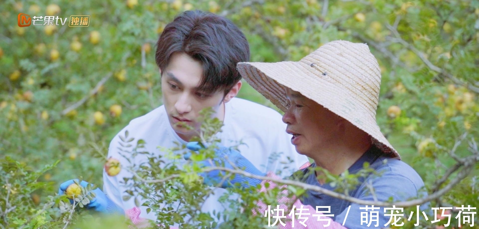 芒果TV《果味香村》讲述“黄金小果”刺梨果的“果生”传奇!