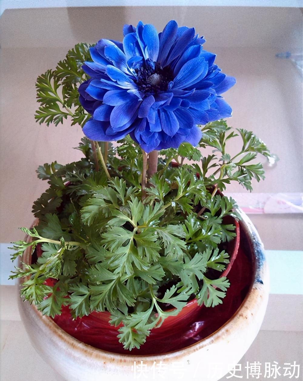 5种适合早春入手养殖的花卉,分享给大家,一起看一看