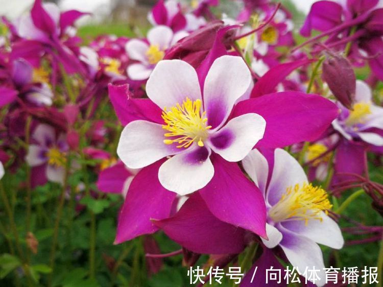 喜欢玫瑰，不如养“菊中珍品”，花似九连环，金光闪闪，开花绚丽