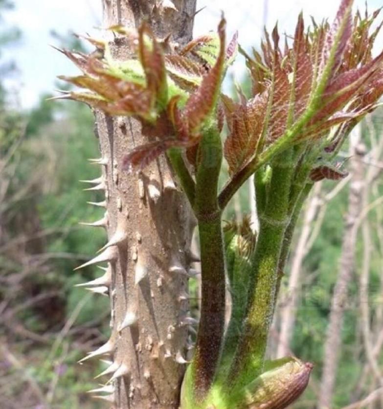 全身|一种全身长满刺的树，长的嫩芽被称“山野菜之王”，城里很少见