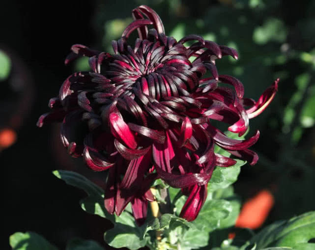 喜欢赏花,春天就种此款小花,人见人爱,美的让人热泪盈眶