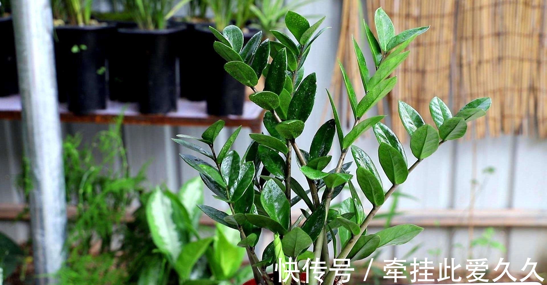 冬季养金钱树,枝条褶皱发软!教你这样做!叶片肥厚有光泽!