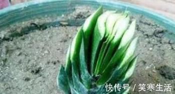 她把君子兰的叶子全都剪光光了,没想到君子兰越长越好