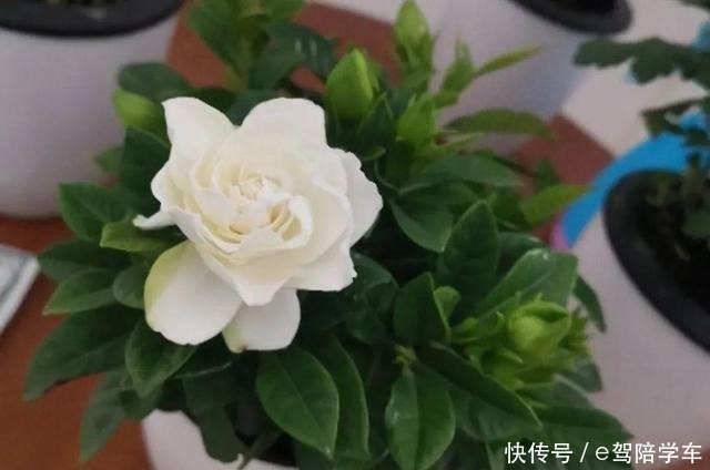 公认难养的6种花,新手慎买,养不活还浪费钱!