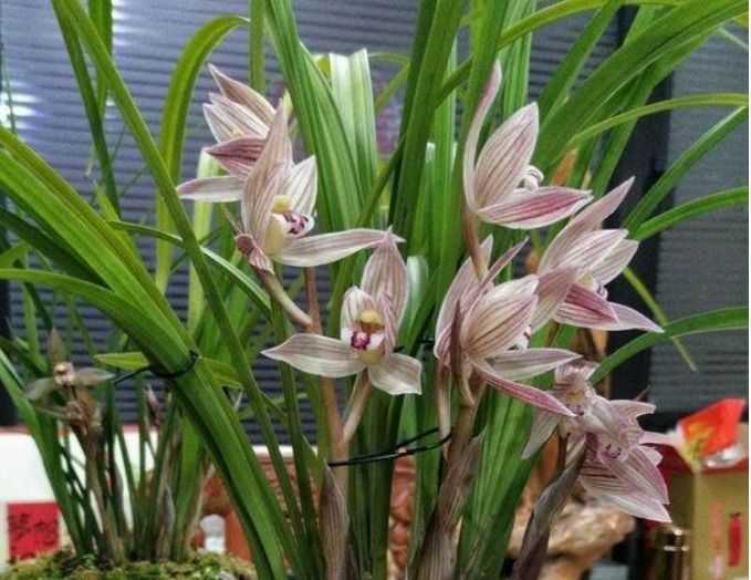 养兰花,不妨试试2种“料”,盆里放一点,叶绿、根壮、花爆盆