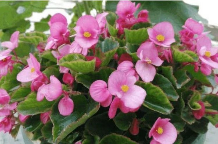 4种花很好养,沾土就活,随便养都开花不断,开花一簇簇!