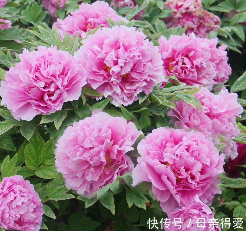 叶片|客厅见树,十家九富,6种富贵树,随便养一盆,子孙一直富