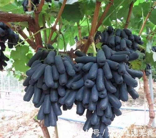 蓝宝石|家里有院子的,此树要种2棵,好吃又好看,关键营养价值高!