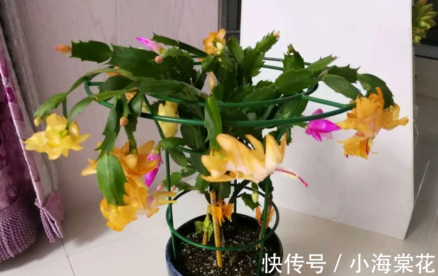 想嫁接蟹爪兰别等了,嫁接掌握4个“关键”,养到秋天枝繁叶茂