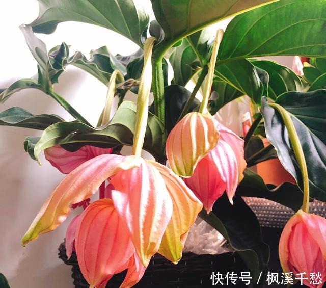 新手不要买3种花,养不活浪费钱,还生一肚子气!