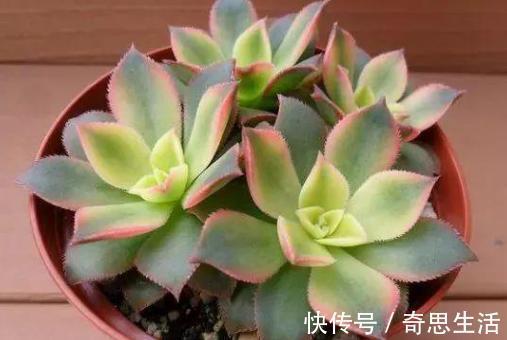 盆栽多肉植物,叶片不够圆润怎么办新手当多关注5个细节处理