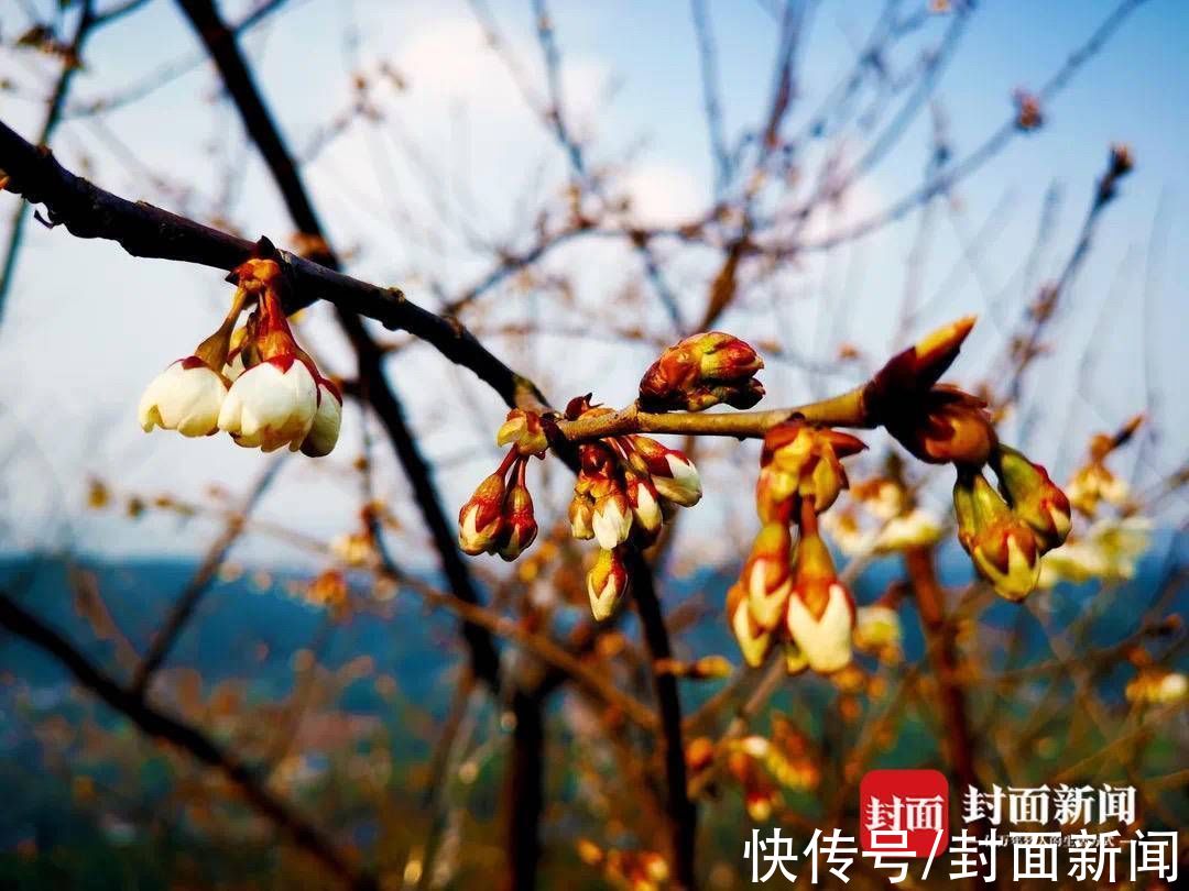 农家乐|嗅到春的气息 成都蒲江的万亩樱桃花正陆续开放