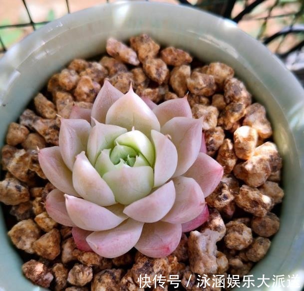 多肉|它不死已经给你面子了,多肉不换土,你是想在水泥地养多肉