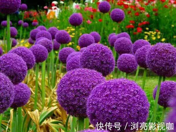 大花葱|此花花型犹如一个巨大的球，是聪明可爱的花，有的甚至比人头大